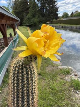 Preview: Trichocereus Hybrid gelb